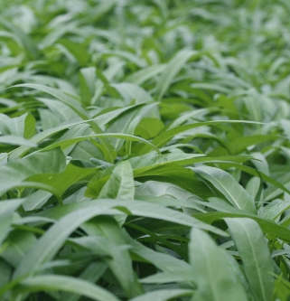 공심채 효능 부작용 고르는법 칼로리 다연채 모닝글로리