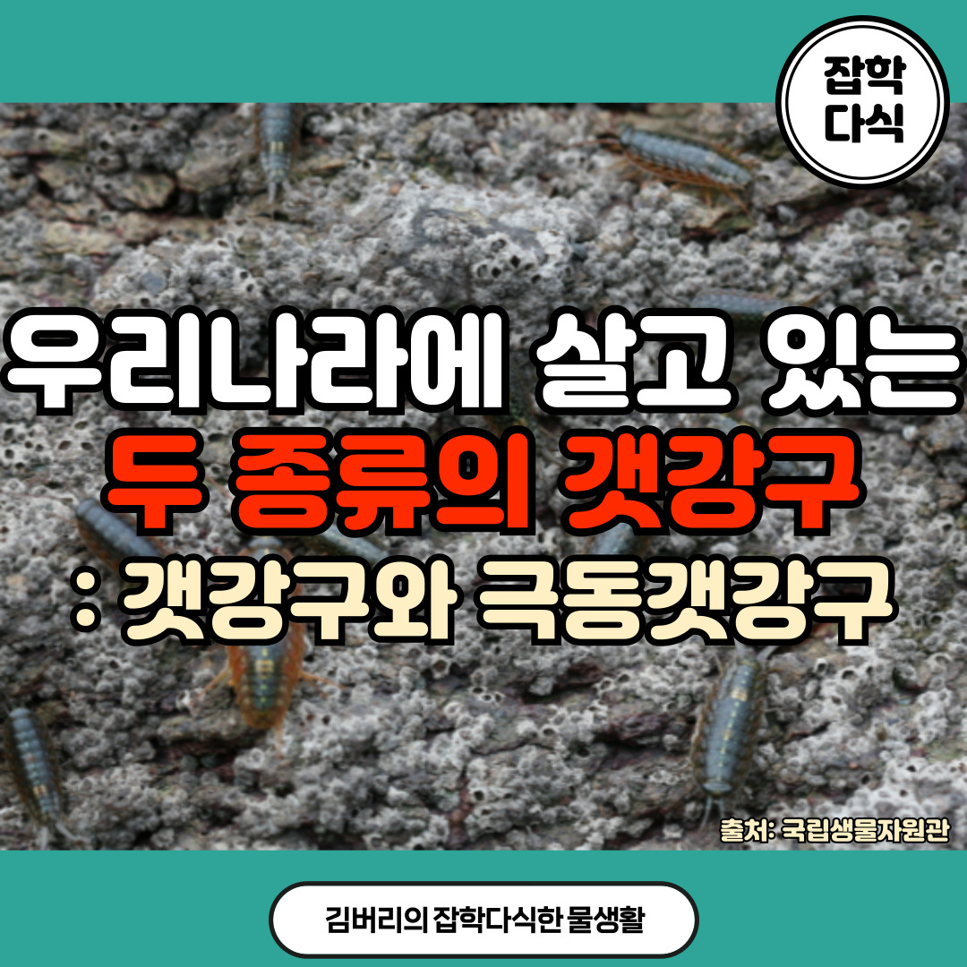 우리나라에 살고 있는 갯강구