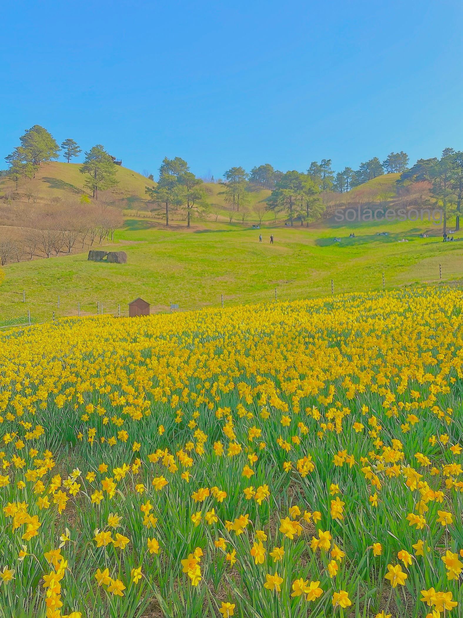 구례의 지리산 치즈랜드에 있는 수선화