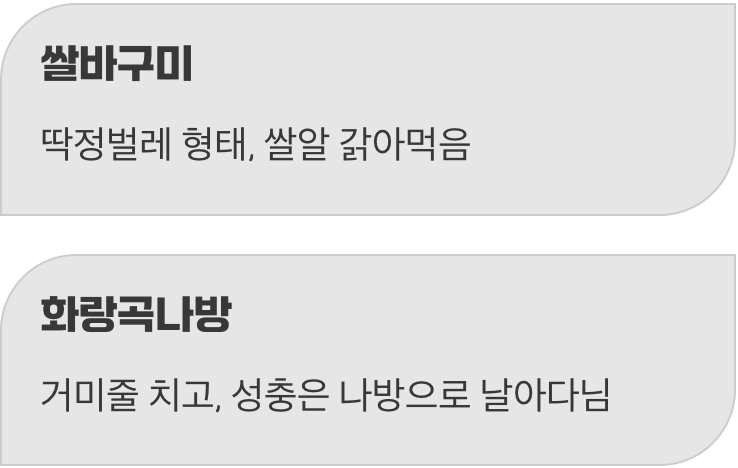 쌀벌레 vs 화랑곡나방, 진짜 범인은?