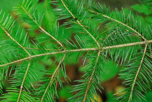 전나무(젓나무)