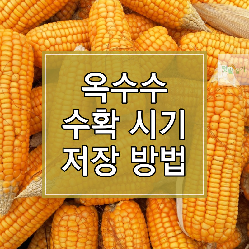 옥수수 수확시기, 수확방법, 저장방법 알아보기 썸네일