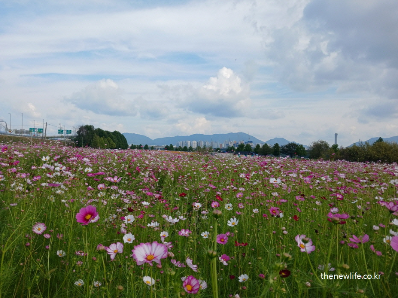 구리 한강시민공원 코스모스 길 &ndash; 서울 근교에서 끝없이 이어지는 가을 꽃길 전경