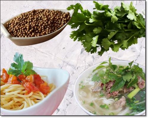 고수씨앗이 건강에 좋은 이유