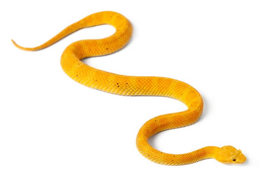 뱀이마을로들어오는꿈