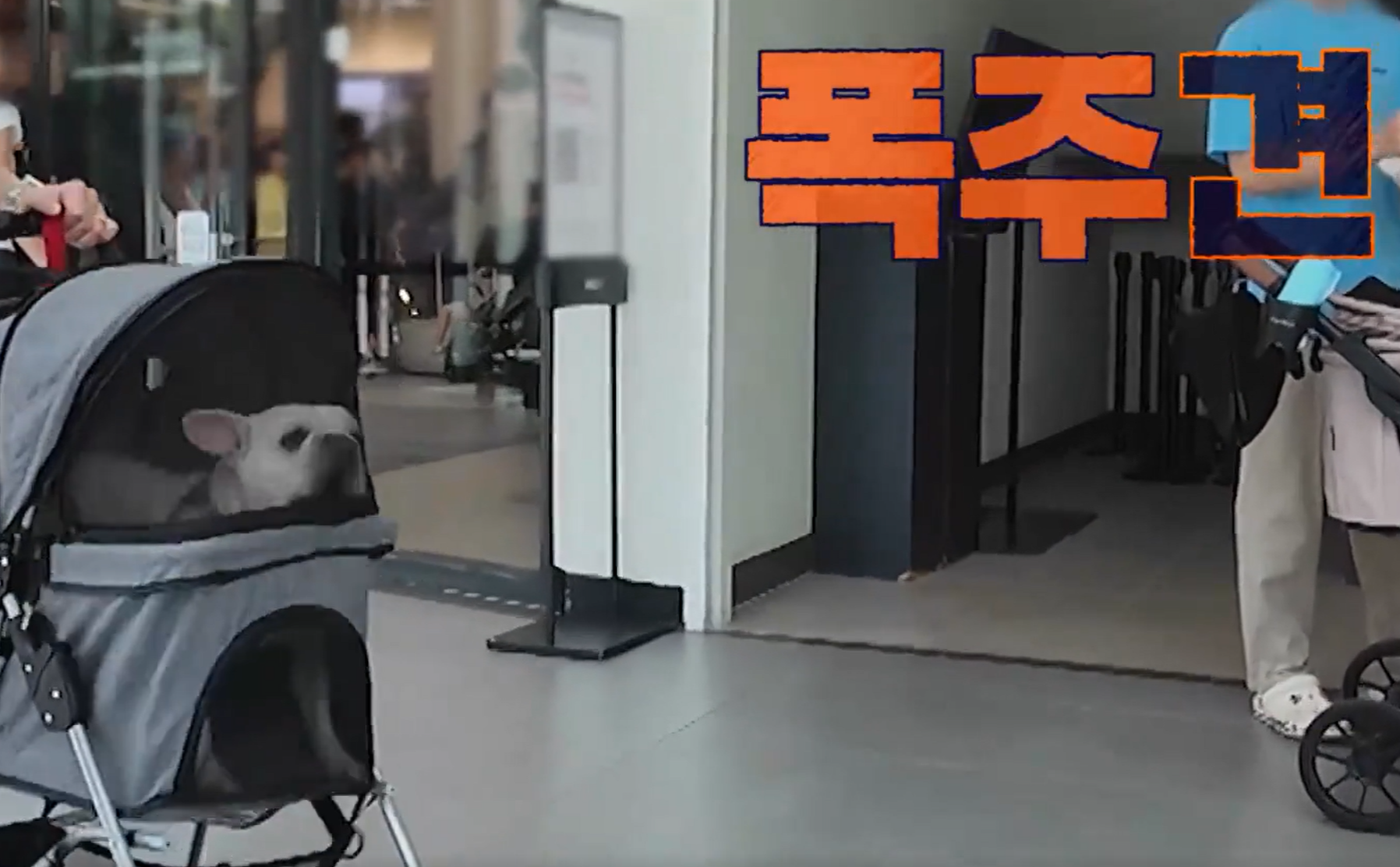 개와 늑대의 시간