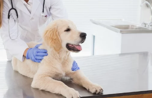 강아지사진/출처:어도비스톡