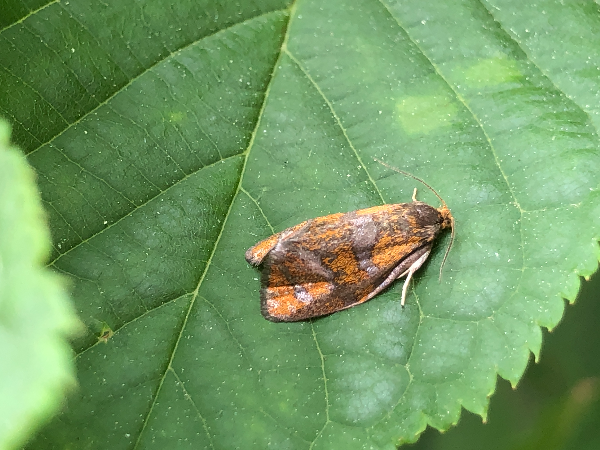 감나무잎말이나방