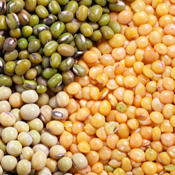 렌틸콩: 단백질의 중요성