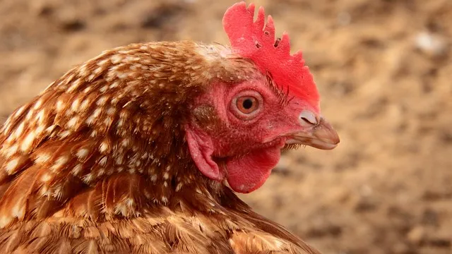 원산도 가볼만한곳 베스트10 명소_4