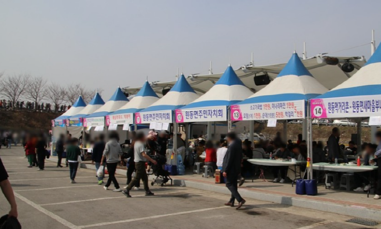 양산 원동 매화축제