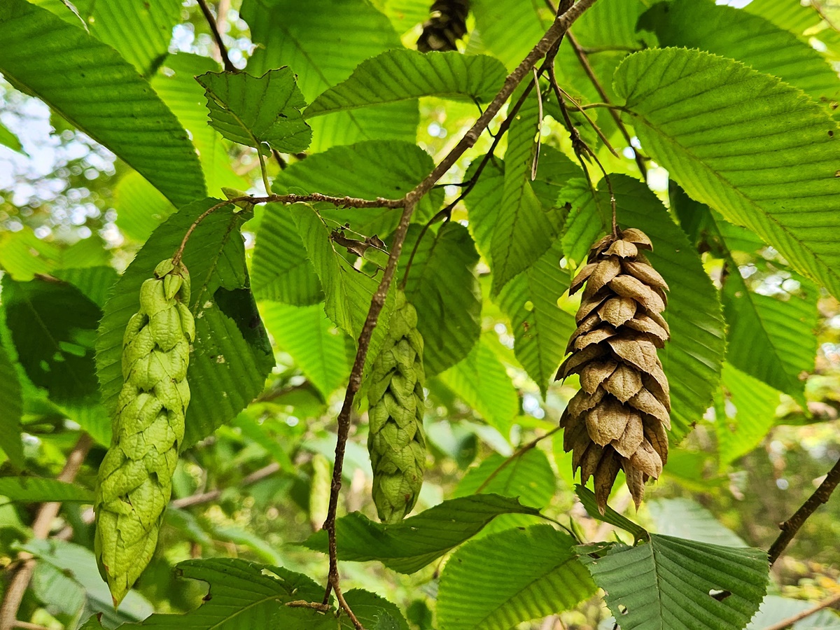 까치박달