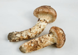 송이버섯 가격, 송이버섯 채취시기, 송이버섯 효능