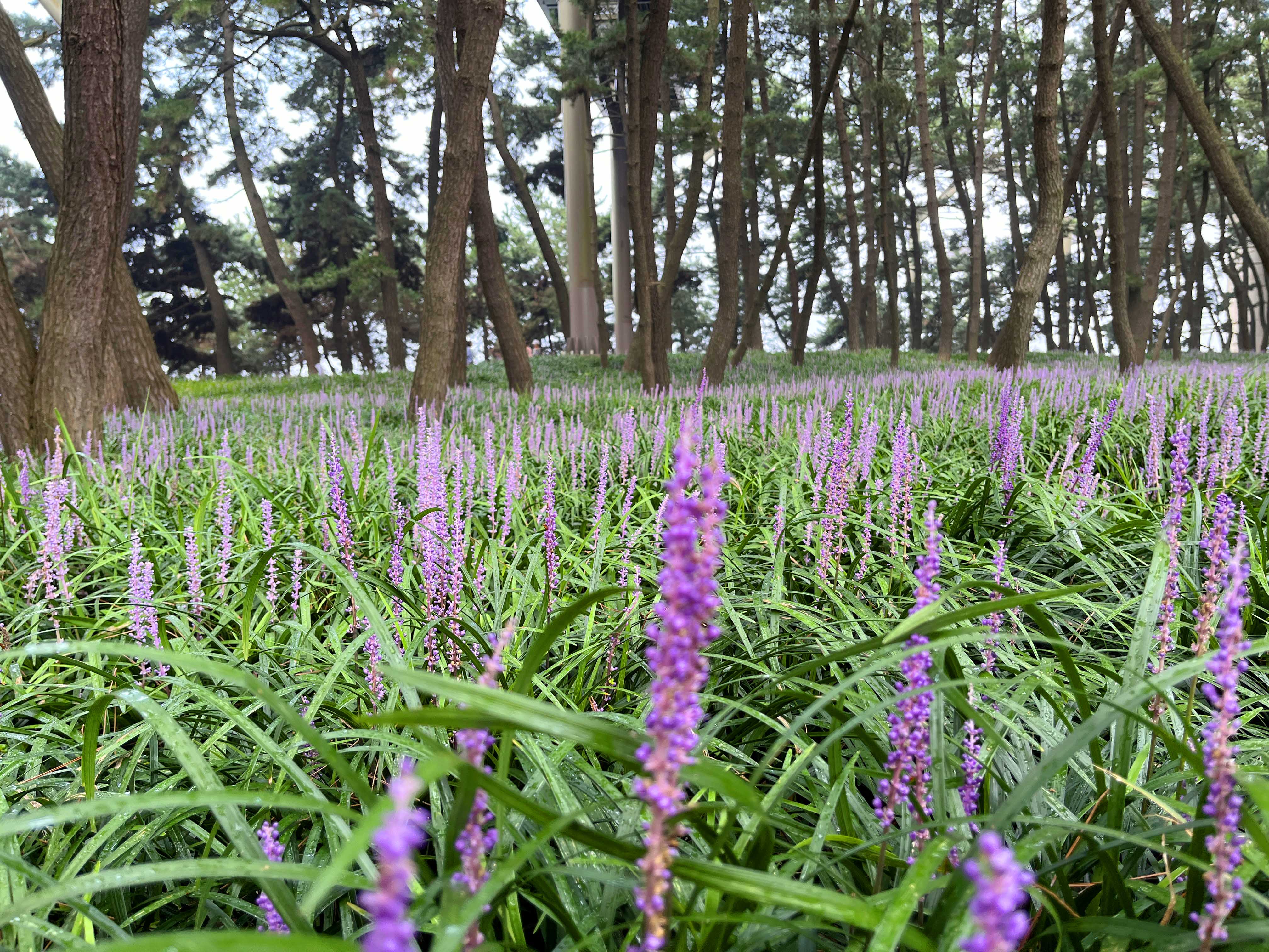 장항 맥문동 축제