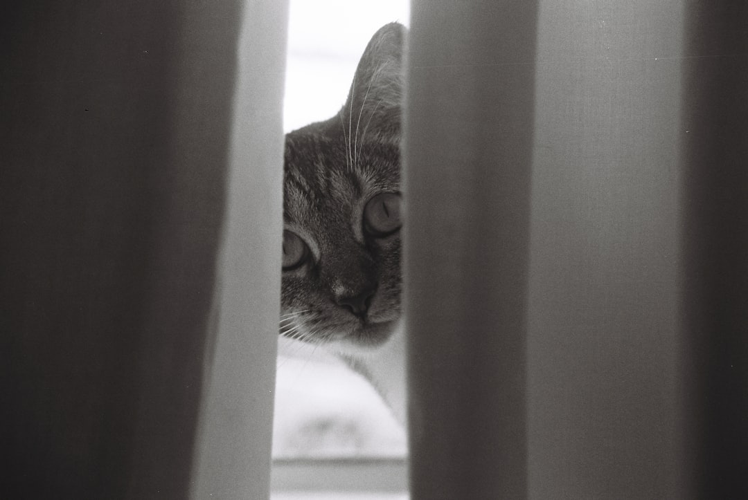 Stalking