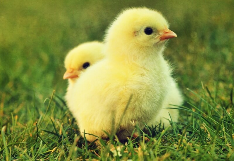 잔디밭-위에-병아리