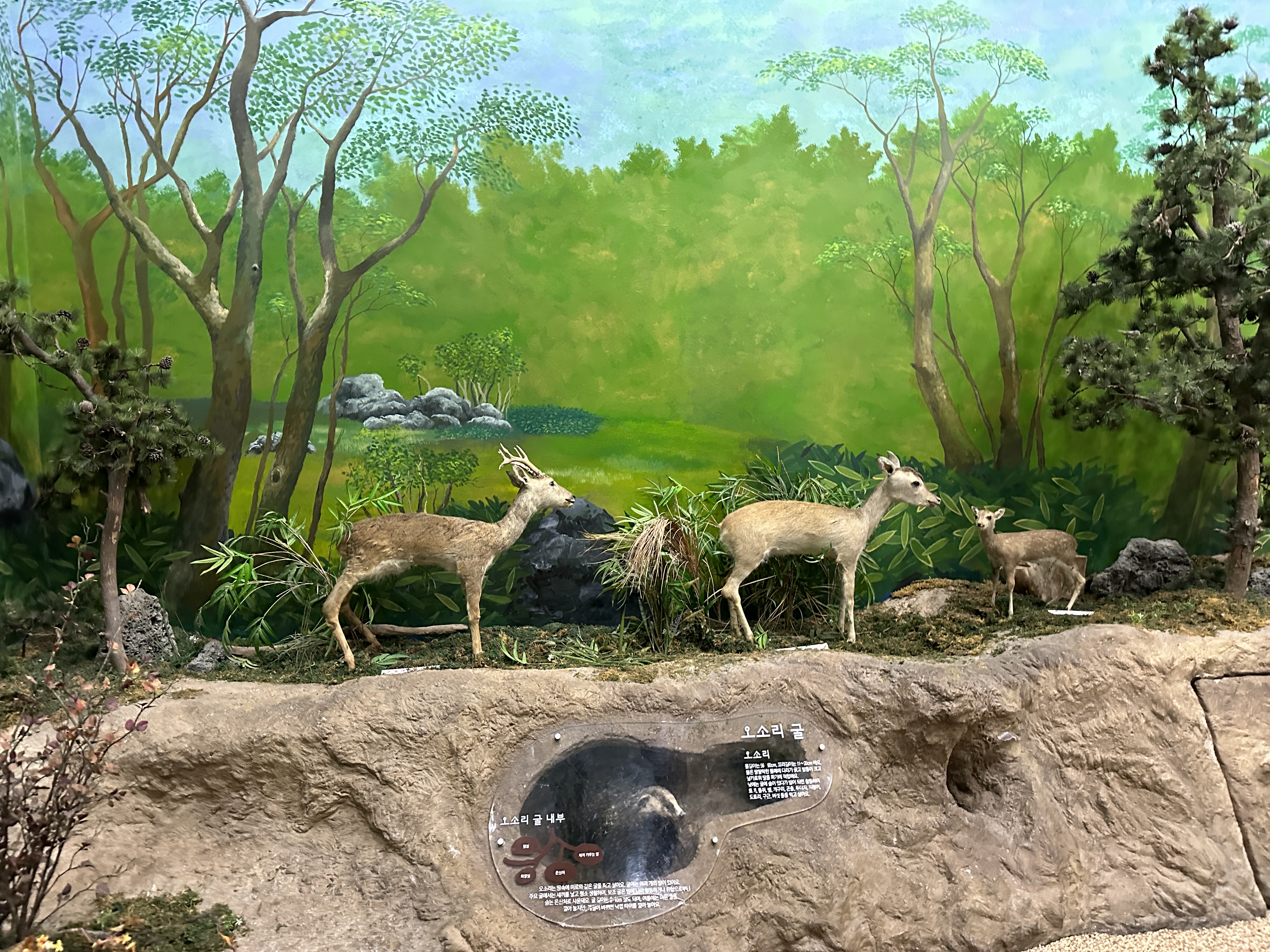 노루생태관찰원 전시장