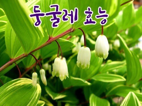 둥굴레차 효능 8가지 및 부작용과 둥굴레차 카페인 함량