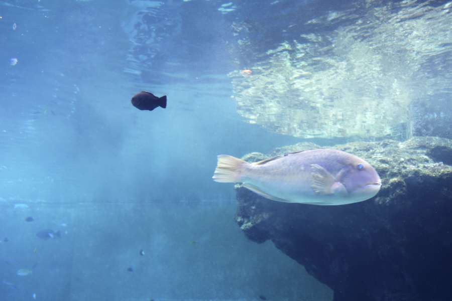 오키나와 츄라우미 수족관 해양생물들