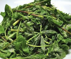 엄나무순 효능 가격 요리법 장아찌 담그는법 총정리(최신)