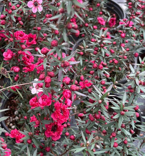 자주색의 활짝 핀 호주매화