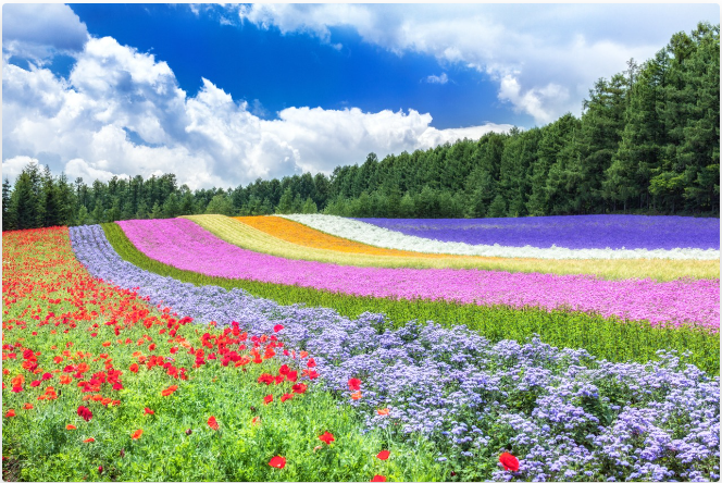 팜도미타
후라노비에이라벤더