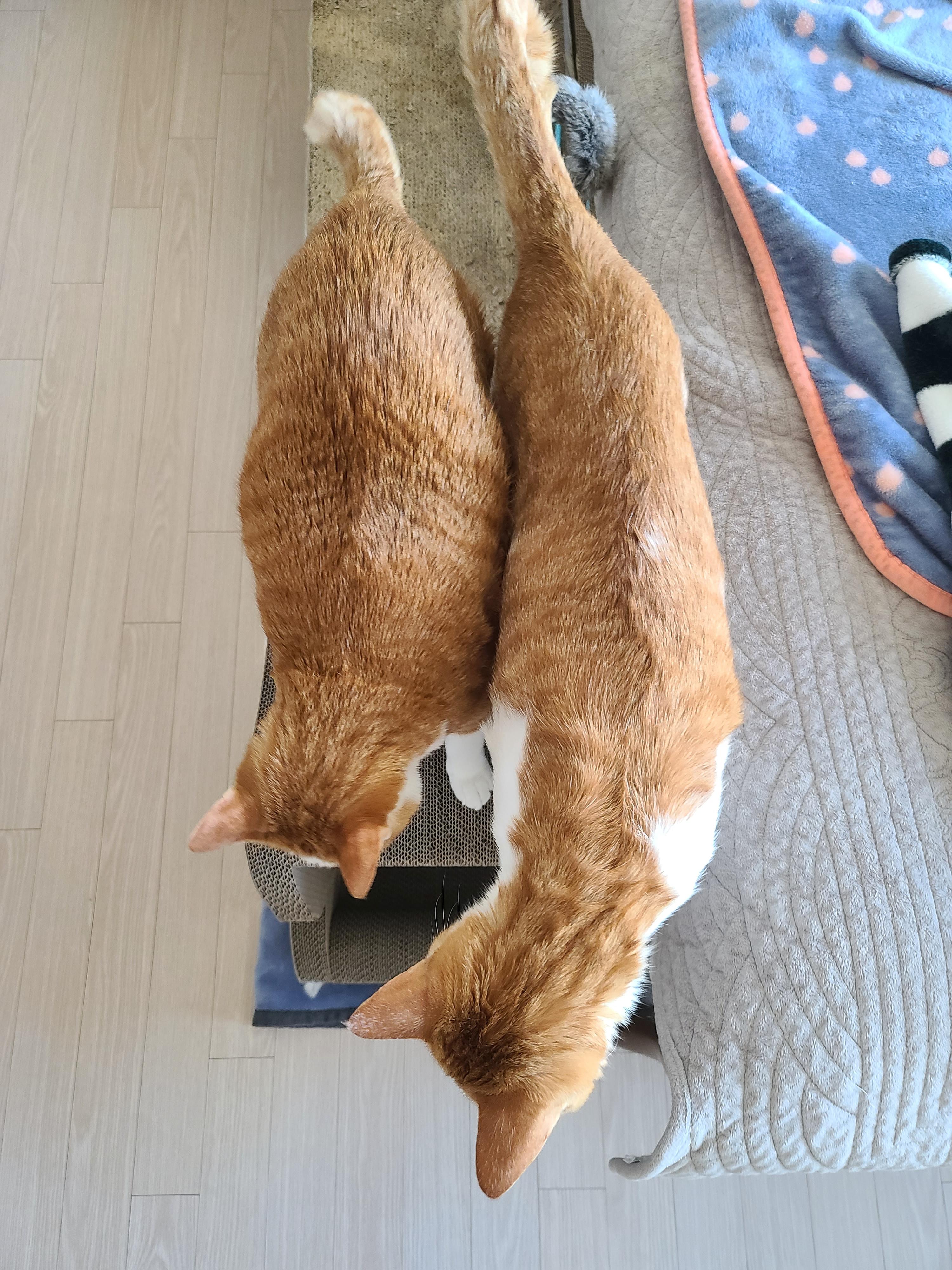 사이좋은 치즈냥이들(feat.호야랑 막둥이 몸무게)