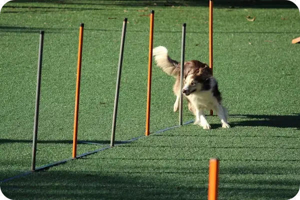 반려동물 행동교정사 자격증, 무료 수강 정보부터 현실적인 진로가이드