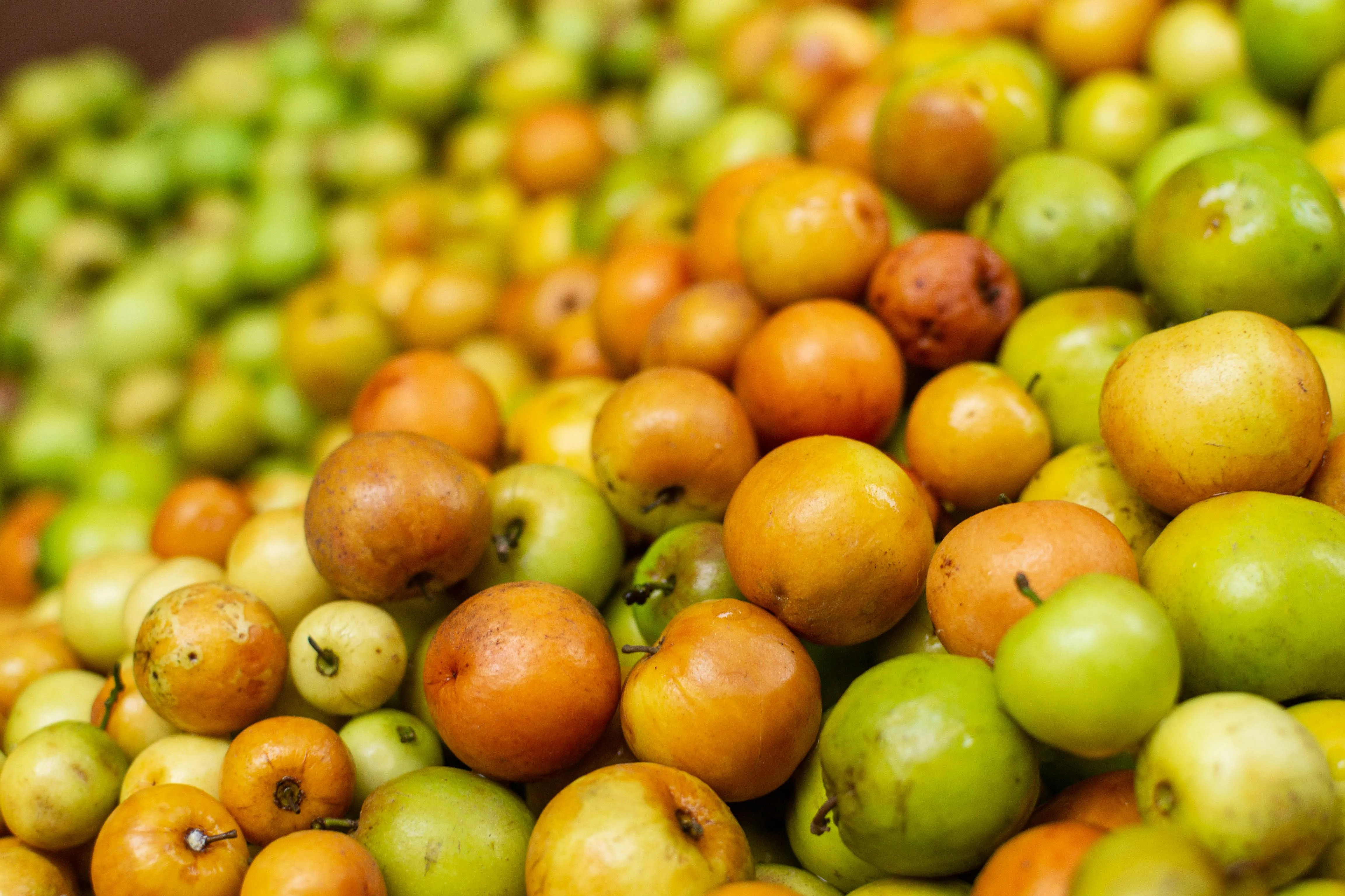 사과대추-보관법-신선도-과일보관법-유지-사과대추효능