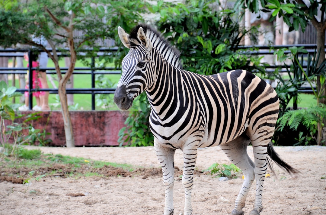 Zoo