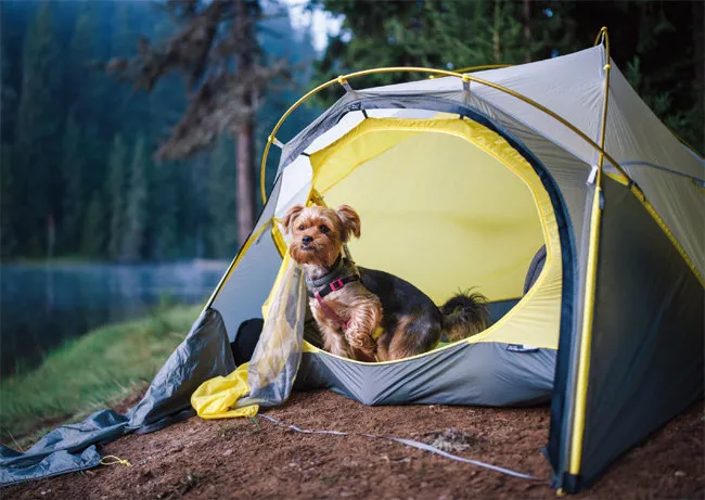 서울 마포 반려동물 캠핑장 도심 속 힐링 명소 가이드_3