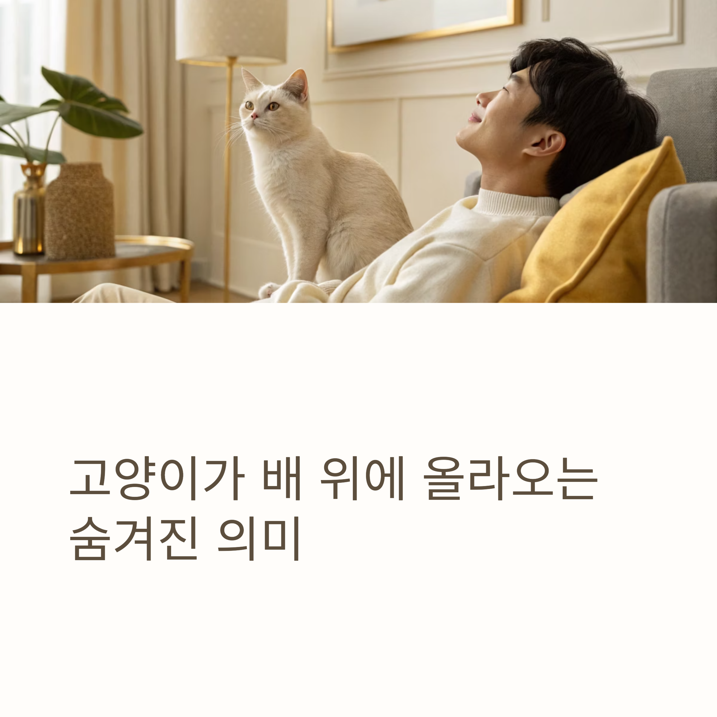 고양이가 배 위로 올라오는 숨겨진 의미