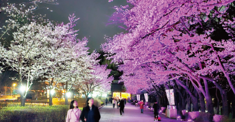서울대공원 벚꽃 사진