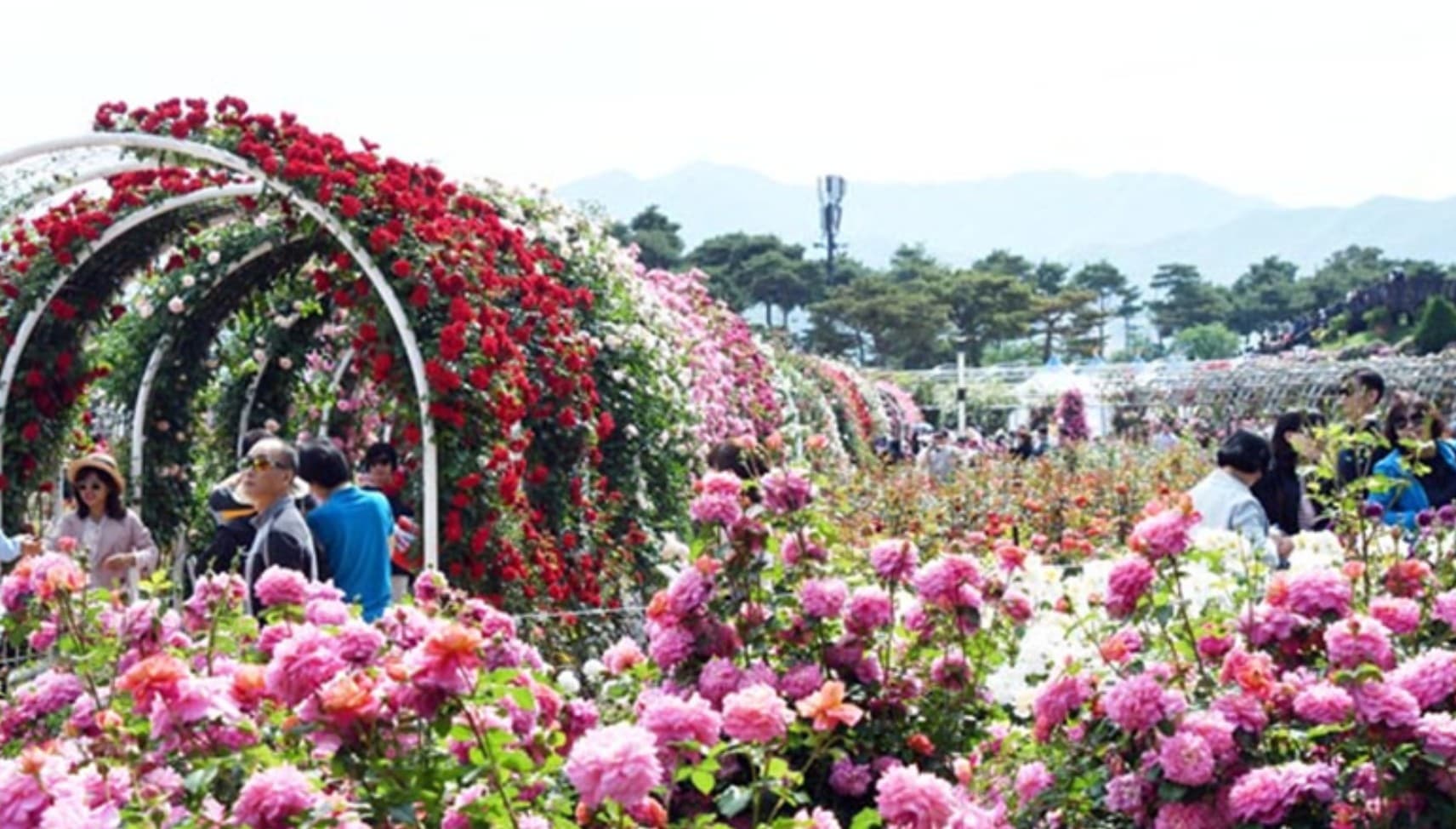 2025 곡성 세계장미축제: 