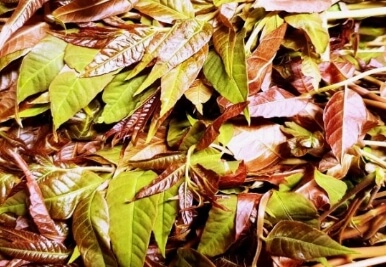 가죽나물고추장장아찌 만드는법