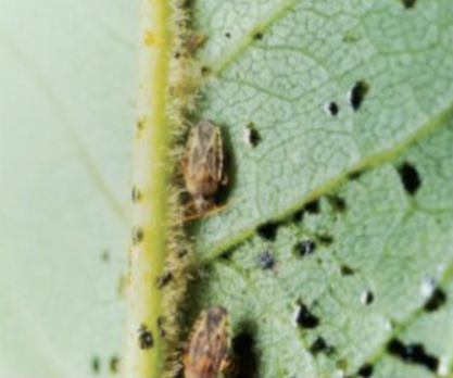 물푸레방패벌레