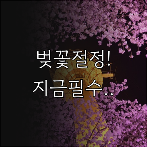 서울대입구 낙성대 벚꽃 절정 시기 및..