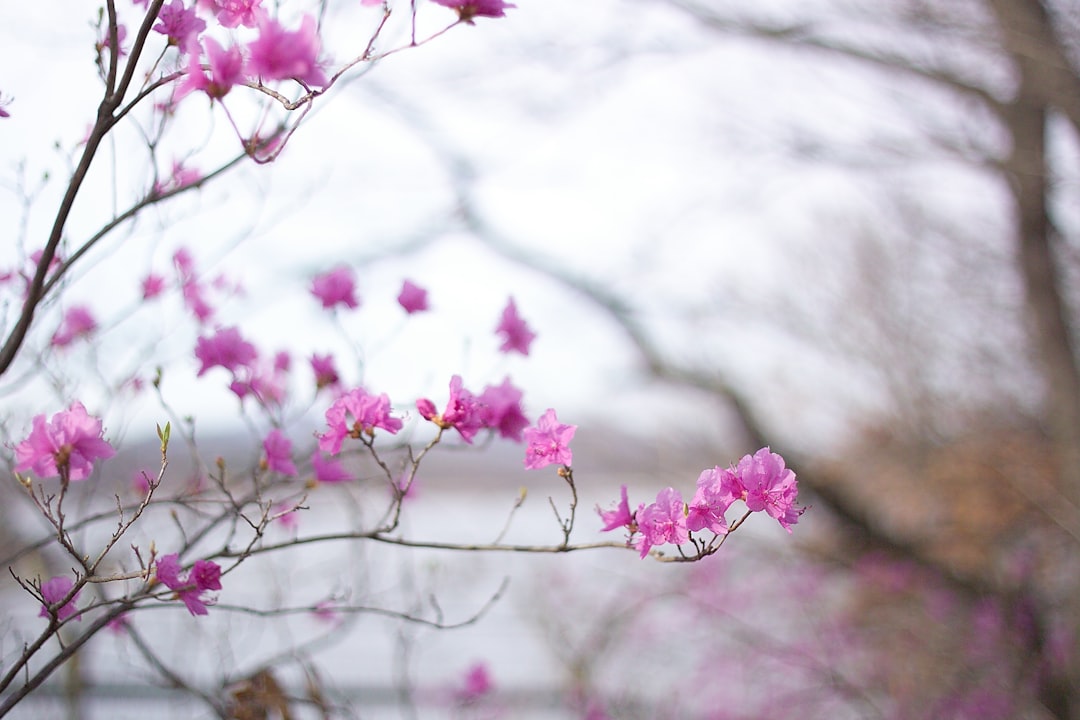 Azalea