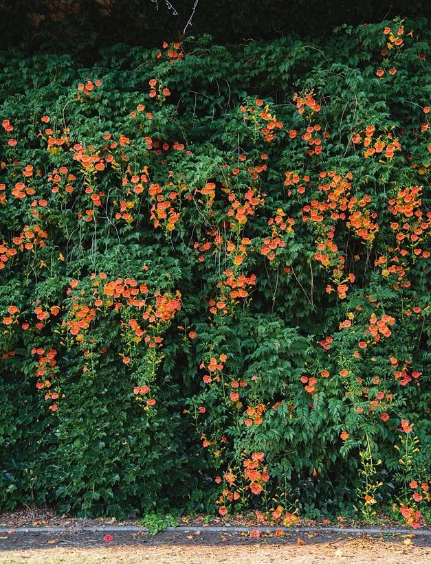 뚝섬한강공원 능소화