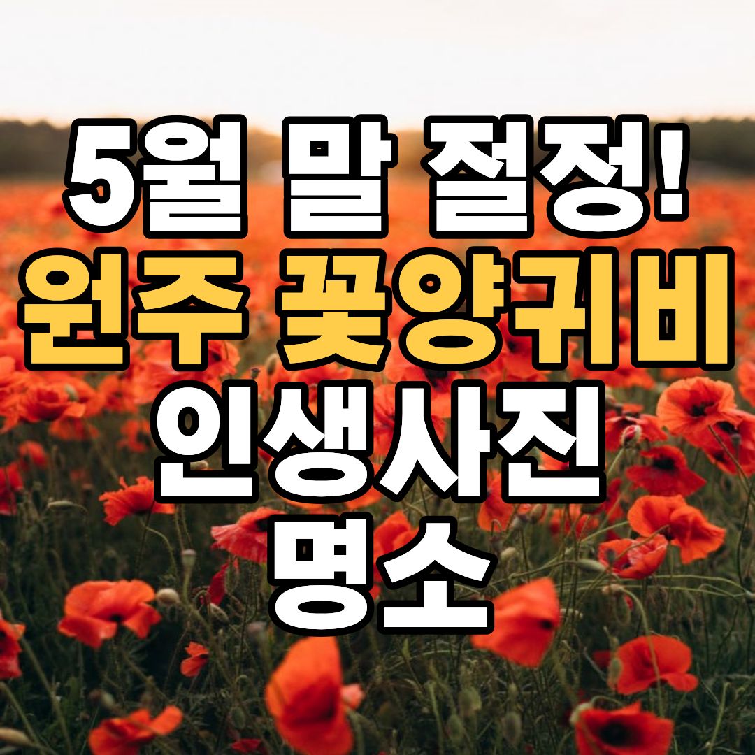 원주 용수골 꽃양귀비 축제 2026 개화시기와 포토존 풍경