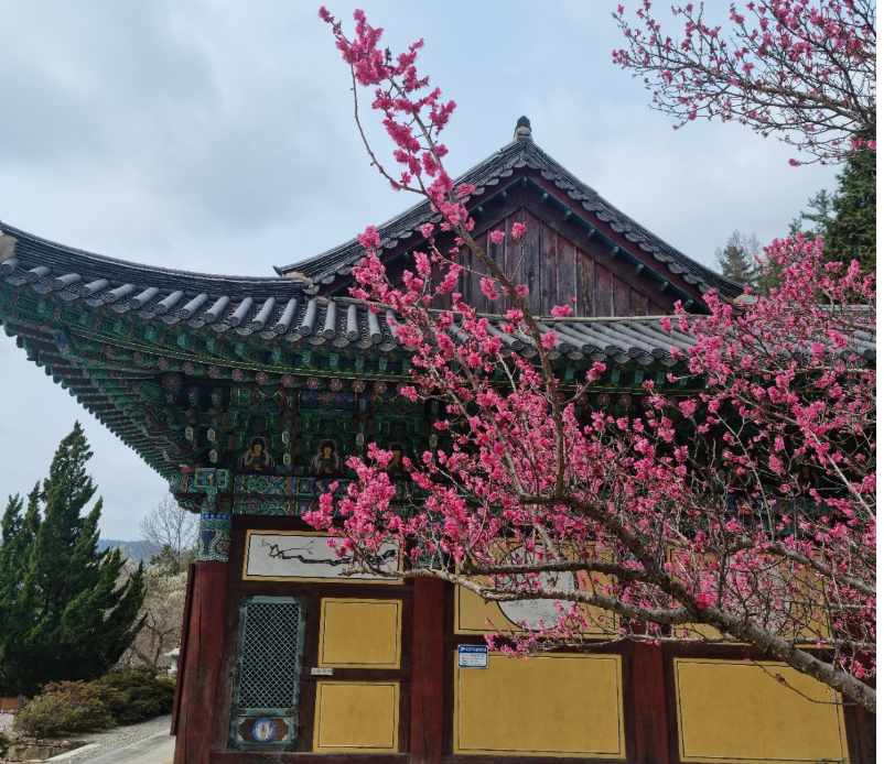 금둔사 홍매화