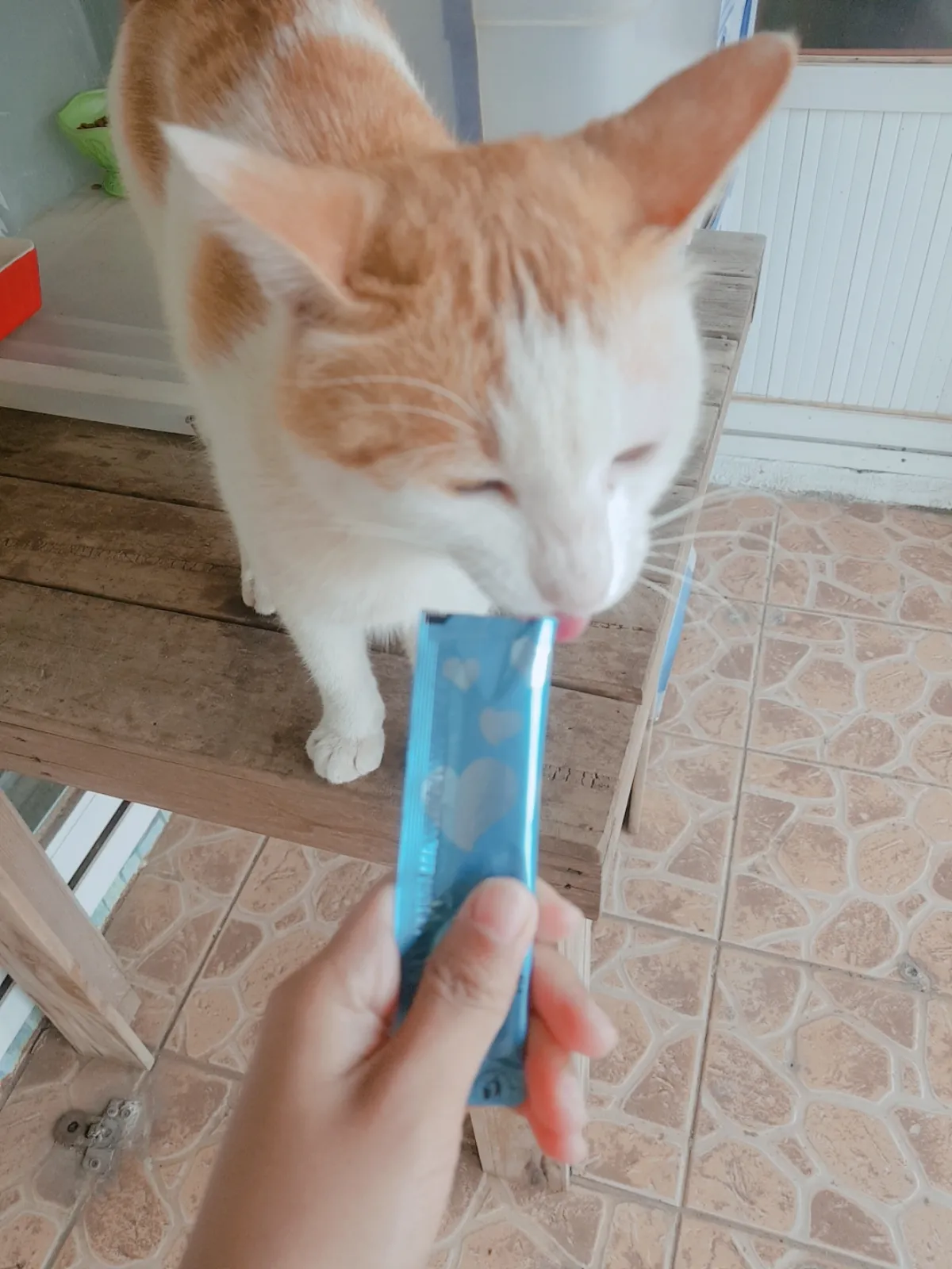 간식-먹는-고양이