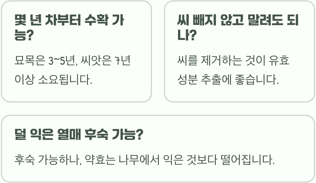 산수유나무 열매 수확 시기&amp;#44; 가장 약효 좋을 때를 알아보는 3가지 신호