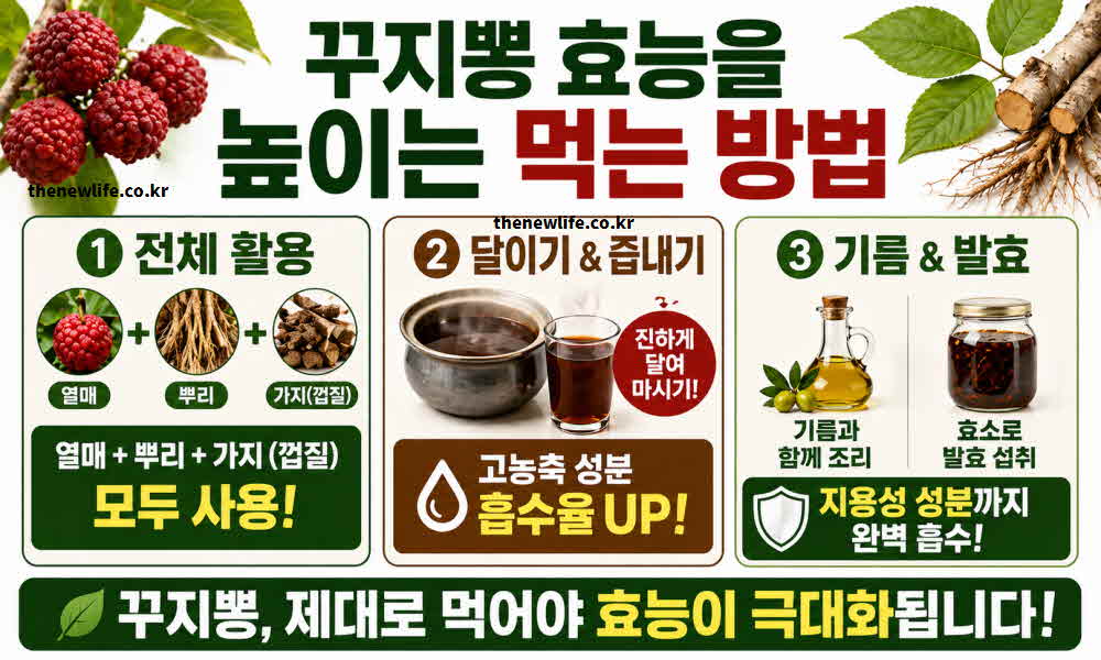 꾸지뽕 효능 높이는 먹는 방법