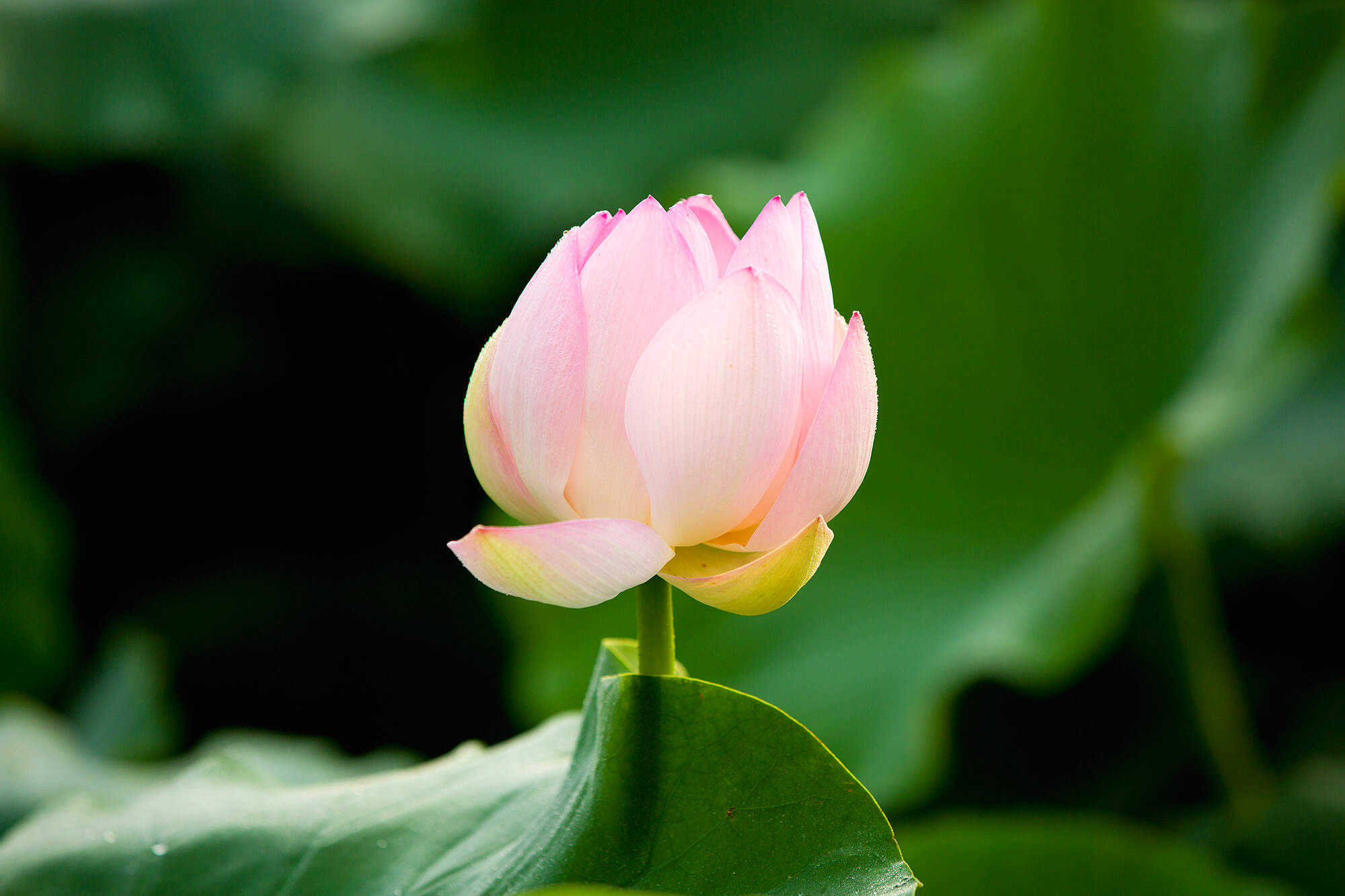 시흥 관곡지 연꽃테마파크 연꽃11