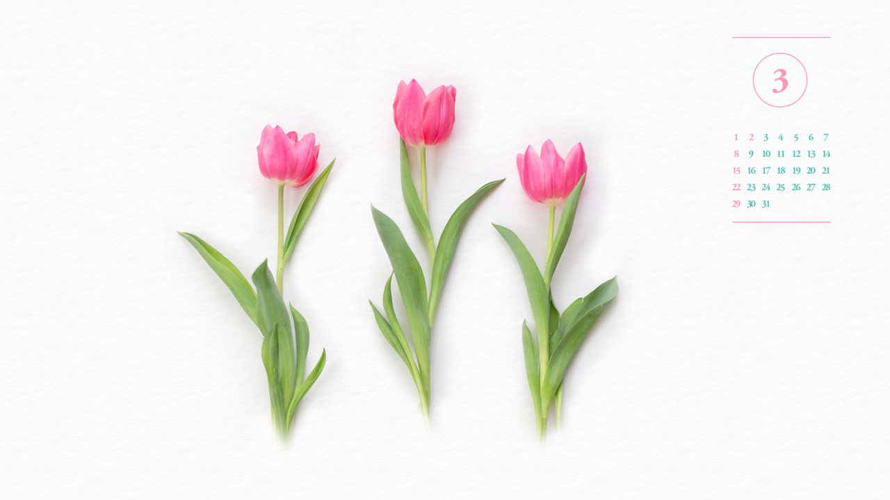 03 핑크 튤립 A - 2026년3월 달력배경화면