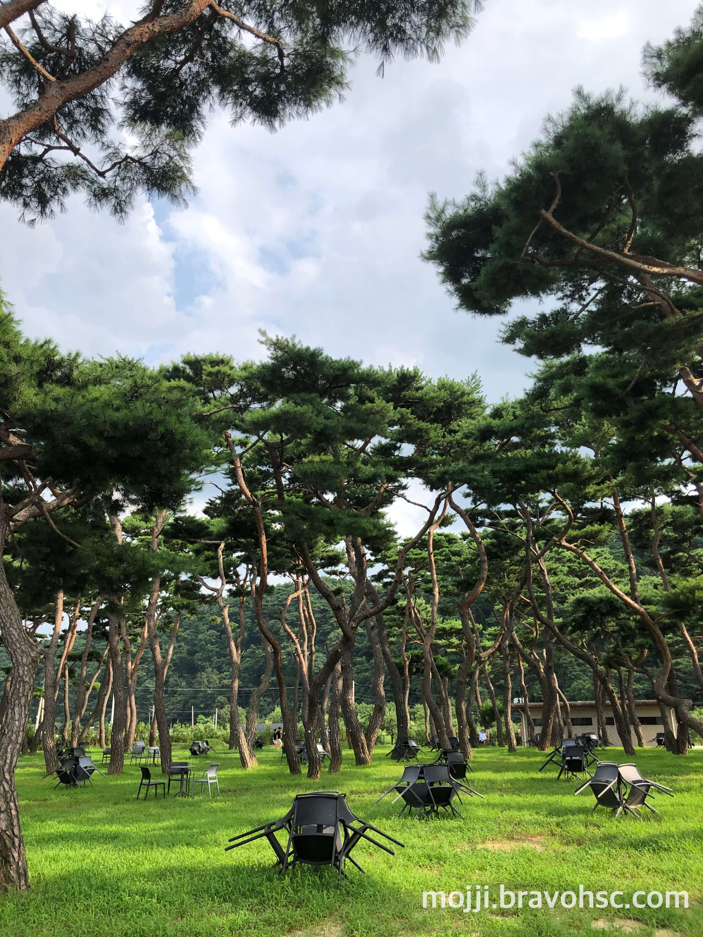 소나무 숲 야외 테이블