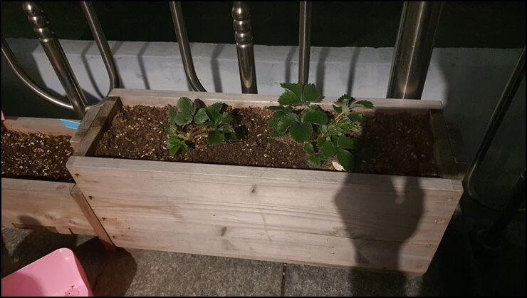 딸기모종을-새로운-화분에-심은-사진