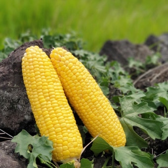 초당옥수수 삶는 방법(버터구이, 솥밥 등)