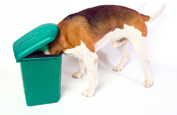 개의 오음·오식을 막는 대책.